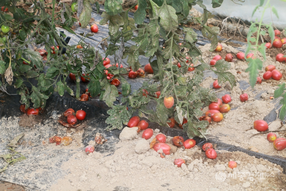 비날하우스에서 재배 중이 토마토가 바닥에 나뒹고 있다. / 사진=박상철
