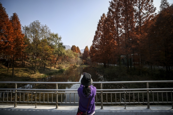 11일 오후 경기 과천시 서울대공원을 찾은 시민들이 단풍 아래에서 사진을 찍고 있다. 2022.11.11. / 사진=뉴시스