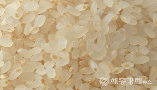 쌀눈이 살아있는 쌀눈쌀의 모습